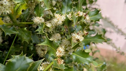 Vivid Display of Holly Blossoms Being Pollinated by Bees in a Sunny Garden Setting