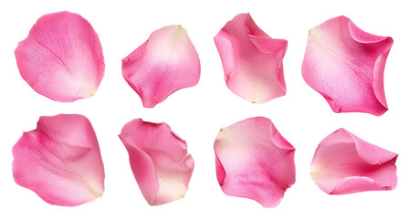 Fototapeta premium Set of pink rose petals, cut out