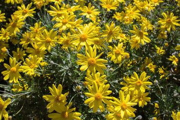 Beautiful yellow flowers in the garden. Close-up. Summer or spring flowers concept.