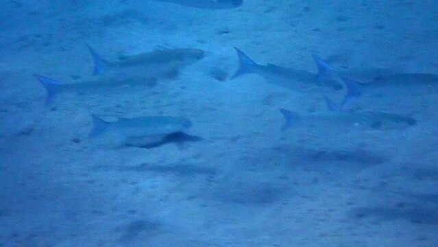 School of important commercial fish - gray mullet, scientific name is Mugil cephalus. The fishes inhabit shallow waters of the Black, Red and Mediterranean seas, commercial fisheries