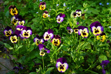 blooming pansies among green leaves in the garden in spring and the nursery of ornamental plants