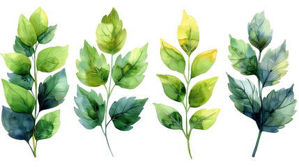 Four watercolor green leaves on a transparent background.