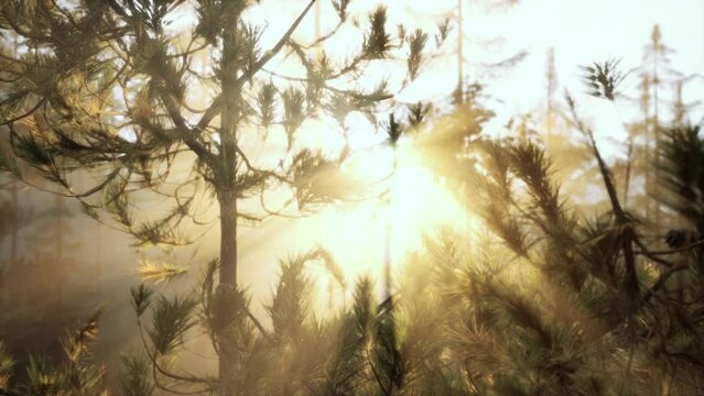 Sunset rays through pine branches