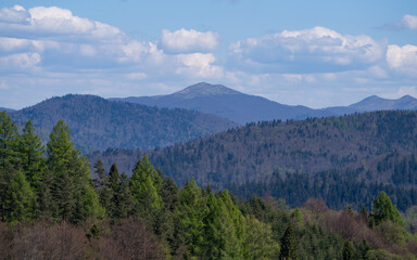Fototapeta premium landscape with trees and clouds