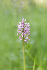 Orchis militaris Helmknabenkraut