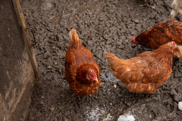 free range red brown domestic chickens hens peck on wet snow ground. flock of chicken on organic farm or countryside yard in spring
