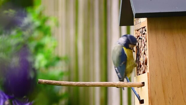 Bird, blue tit (Cyanistes Caeruleus) pecking food from insect hotel