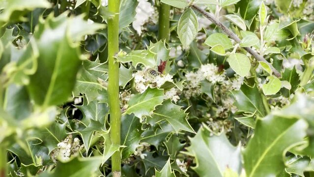 Vivid Display of Holly Blossoms Being Pollinated by Bees in a Sunny Garden Setting