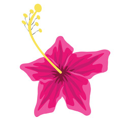 hibiscus flower with color hand draw style