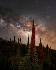 Tajinastes en el parque nacional del Teide