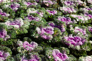 Colorful cabbage field in Doi Inthanon National Park, North Thailand, showcasing the region's agriculture.