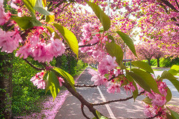 Kirschblüte im Holzweg Magdeburg 