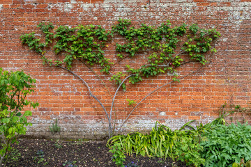 rose climber on wall