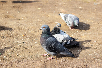 A group of pigeons perched on the ground in a natural setting