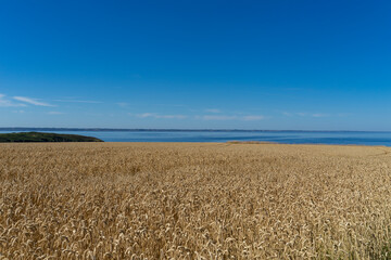 Champ d'orge ondulant sous ciel bleu, encadrant la mer d'Iroise scintillante en arrière-plan, une scène paisible de la presqu'île de Crozon.