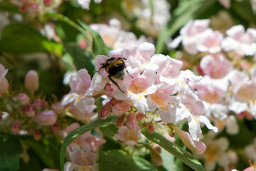 bee on a flower