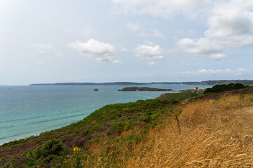 De hautes herbes couleur paille et une bruyère aux fleurs violettes se dressent en premier plan, offrant un contraste saisissant avec la majestueuse mer d'Iroise en arrière-plan, une scène emblématiqu