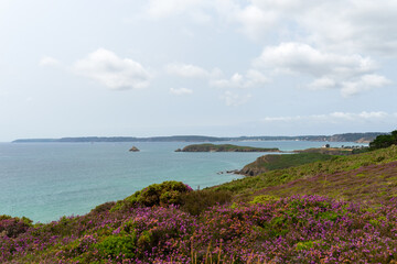 Un parterre de bruyères en fleurs s'épanouit devant la majestueuse mer d'Iroise, offrant une vue pittoresque sur l'île de l'Aber depuis la presqu'île de Crozon, une scène enchanteresse de la nature br
