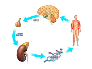 Stress response in the human body