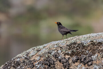 Common Blackbird. Bird in its natural environment.
