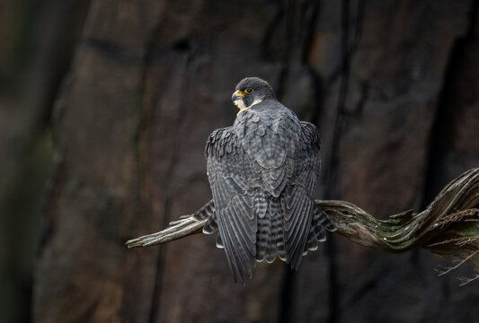 A peregrine falcon hunting for birds in New Jersey