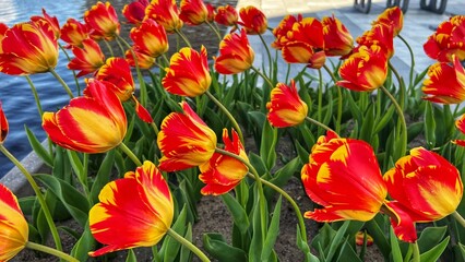 red and yellow tulips