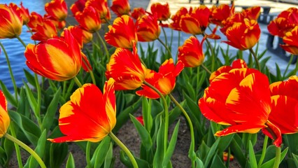 red and yellow tulips