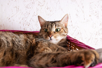 a cat is laying in a pink basket and looking at the camera
