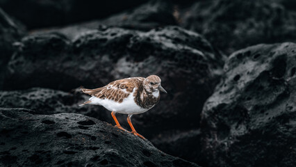 galapagos bird