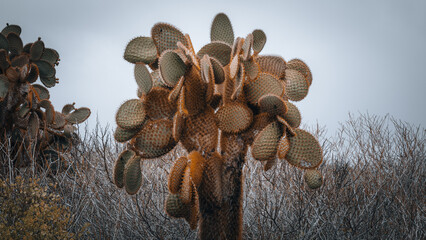 galapagos cactus