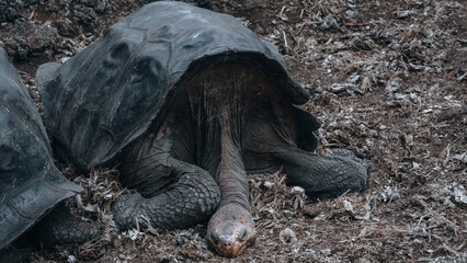 Galápagos tortoise