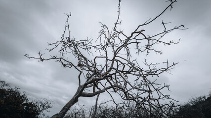 tree silhouette