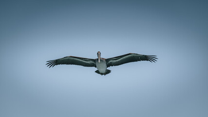 Galapagos Brown Pelican