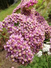 Obraz premium beautiful blooming yarrow or Achillea millefolium flowers in the summer garden. Floral Wallpaper