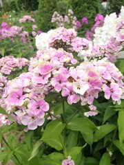 beautiful unusual and rare Phlox Bold and Beautiful with delicate pink, green and yellow flowers. Blooming Phlox paniculata Sherbet Blend on the flowerbed