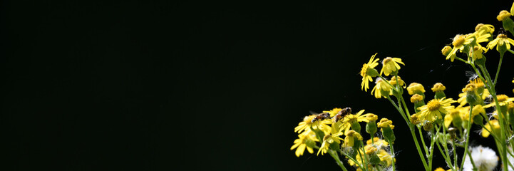 Gelbe Blüten vor dunklem Hintergrundmuster als Banner für den Valentinstag oder Pfingsten