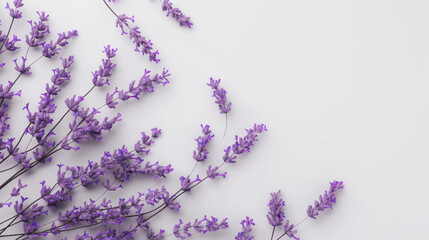 Photo of lavender flowers on a white background, taken from above. A minimal concept floral decoration that could be used for a wedding invitation card or banner design with copy space for text.