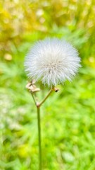 Close-up of dandelion flower. Sowthistle Perry Van Munster flower
