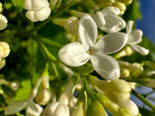 Obraz premium A macro shot of a white blossom surrounded by lush green leaves. The flower belongs to a flowering plant and is a beautiful example of terrestrial plant life