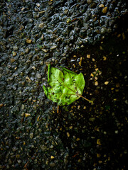 une feuille verte sur un fond noir mouillé avec des reflets et des eclats de lumière