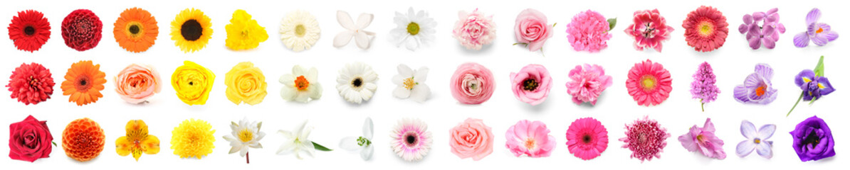 Set of many beautiful flowers on white background