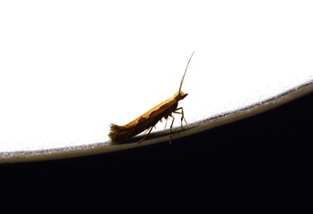 Flying insect against the background of the lamp