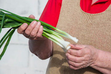 A person holding a bunch of green onions, a gesture showcasing the fresh produce. Each green onion...