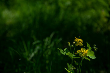 Yellow flowers of celandine on a dark green lawn background of an old forest bokeh.
