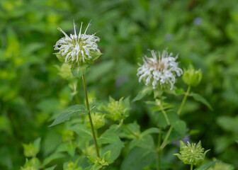 White Bergamot, Monarda clinopodia, flower, leaves, stems and buds. Native garden plant. Horizontal portrait.