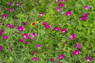 A large summer display of Winecups, Callirhoe involucrata,. The cup shaped vibrant pink poppy...