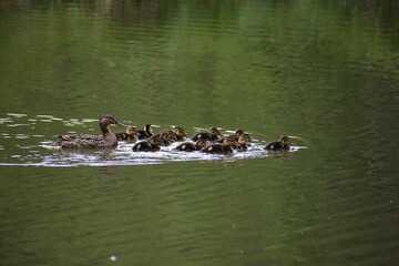 Une cane et ses canetons sur un lac