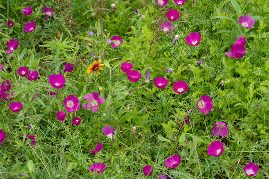 A large summer display of Winecups, Callirhoe involucrata,. The cup shaped vibrant pink poppy mallows are in dense green foliage in a meadow. Horizontal photo.