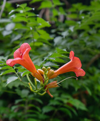 A front view of two red trumpet flowers and buds of Crossvine, Bignonia capreolata, on the end of...