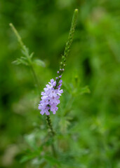 A macro of a spike of the lavender flowers of Texas vervain, Verbena halei, in a field. Vertical image.